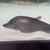 Royal knife fish