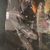 Free Koi tench goldfish carp mirror ghost