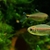 Corydoras Boesemani, Dicrossus Filamentous & undescribed Tetra