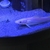 White Hemibagrus Nemurus.