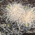 whiteworm & microworm starter WANTED