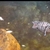 FRY ONLY FREE ......Polar blue cichlids