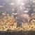 FRY ONLY FREE ......Polar blue cichlids