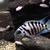 FRY ONLY FREE ......Polar blue cichlids