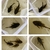 10 x L519 plecos range of sizes from 1 inch to 2.5 inch