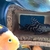 Synodontys ornatipinnis catfish
