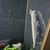 12 inch Florida gar