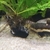Red tail catfish for sale £40