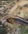 Rare Apistogramma Abacaxis sexed pair for sale