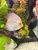 High quality discus for sale 5 inch
