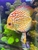 High quality discus for sale 5 inch