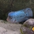 Beautiful King Kamfa Flowerhorn about 8-9 inches £120 for a quick sale