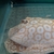 Albino pearl. - Potamotrygon Jabuti Albino stingray