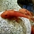 SUPER RED CATFISH