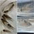 Group of Corydoras x 60