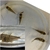 Group of Corydoras x 60