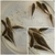 Group of Corydoras x 60