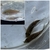Group of Corydoras x 60