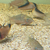 Group of Corydoras x 60