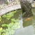 3 large & 1 smaller KOI Carp available