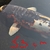 Koi for sale