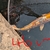 Koi for sale