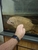Giant gourami and 2 bristlenose plecos
