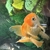 Large Orange Oranda