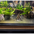 7-9cm Super red Manacapuru Angelfish