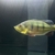 Het stingray PEARL x BD or/and peacock bass bundle