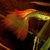 True Strains Line Bred Guppy ; 3 Pairs £20 Can Deliver