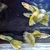 True Strains Line Bred Guppy ; 3 Pairs £20 Can Deliver