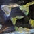 True Strains Line Bred Guppy ; 3 Pairs £20 Can Deliver