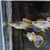 True Strains Line Bred Guppy ; 3 Pairs £20 Can Deliver