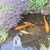 Koi and goldfish for sale