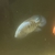 100x Red Texas Fry