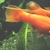 2 Very different Swordtails Available Xiphophorus Montezumae & Red Eye Reds 
