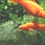 2 Very different Swordtails Available Xiphophorus Montezumae & Red Eye Reds 