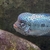 Beautiful King Kamfa Flowerhorn about 8-9 inches £120 for a quick sale