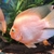 Orange Parrot Cichlid about 4-5 inch