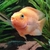 Orange Parrot Cichlid about 4-5 inch