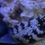 Snowflake Moral Eel 24” Excellent