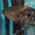 Large proven pair of dovii cichlids, wolf cichlids for sale. £100