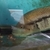 Large proven pair of dovii cichlids, wolf cichlids for sale. £100