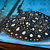 Adult Stingrays - BD,Golden Base & Albino Pearl