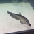 Royal Knife Fish
