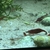 Cherry shrimp