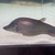 Royal Knife Fish