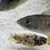 African cichlid Sulpher head hap group for sale