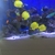 Rare collection of Marine Angel fish.